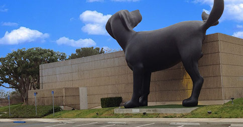 Potty Training Your Puppy or Dog photo