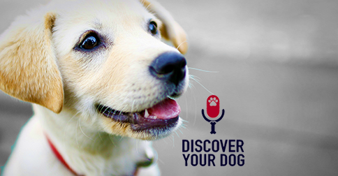 Discover Your Dog - Dog Pic