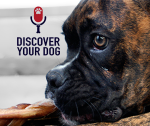 Ep 006 Creating New Habits with Your Dog