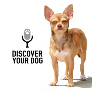 Ep 007 Dealing with Setbacks in Dog Training