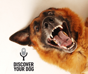 Ep 008 How to Practice Dog Awareness