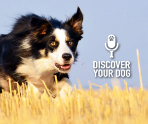 Ep 009 Focusing on the Negative with the Family Dog