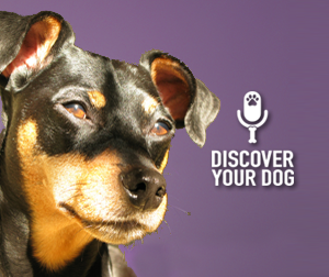 Ep 010 Finding What Motivates Your Dog