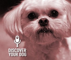 Ep 011 The Importance of Teamwork in Dog Obedience