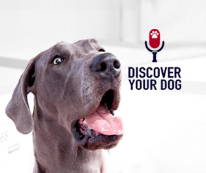 Ep 012 Integrating a New Dog into Your Home