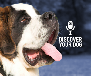 Ep 014 To Train or Not To Train Your Dog