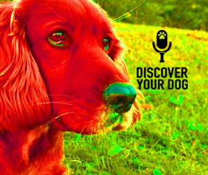 Ep 016 30 Days to an Obedient (or Well-Behaved) Dog