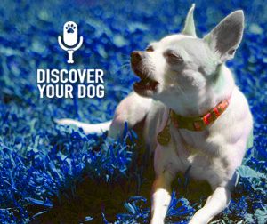 Ep 017 Being Patient With Your Dog Training