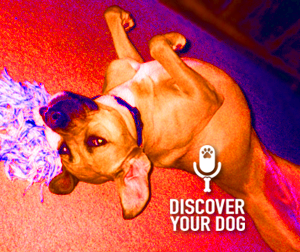 Ep 018 Dealing with the Loss of a Family Dog