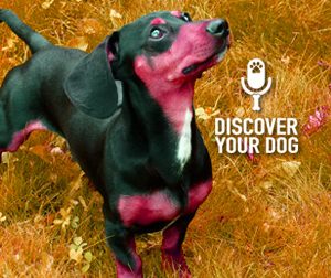 Ep 020 What is My Dog THINKING??