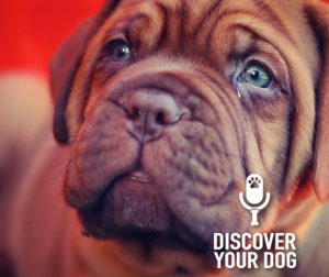 Ep 021 Confessions of a Dog Sitter (# 3 May Shock You!)