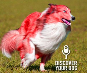 Ep 023 Beware! These Common Household Items Could Be Dangerous to Your Dog