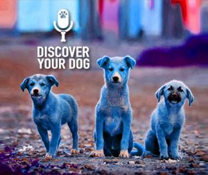 Ep 024 10 Startling Facts About Puppy Mills, and Why They Matter to YOU