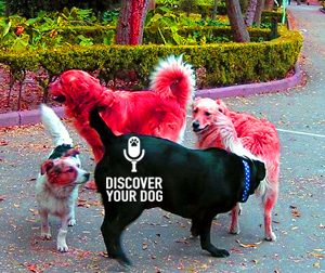 Six Dreaded Dog Park Dangers! …and How to Neutralize Each One