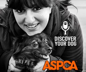 Ep 026 Preventing Cruelty to Dogs (…and other animals, too!)