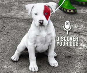 Ep 027 RECOVER Your Dog: How to Keep Your Dog from Staying Lost Forever