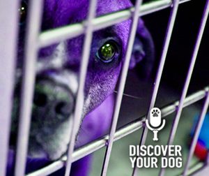 Ep 029 Shelter Dog Orientation: The First 4 Weeks at Home