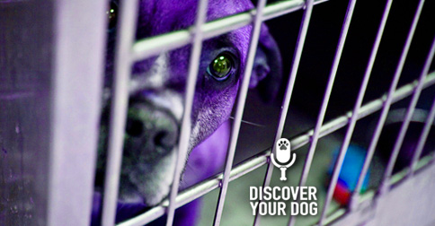 Shelter Dog in Cage