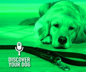 Ep 030 Dog Training Basics: Leash Handling 101