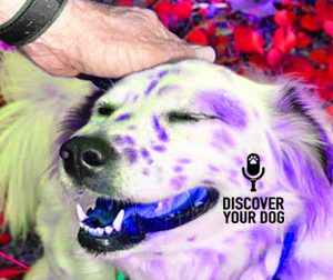 Ep 032 Dog Training Basics: Praise vs. Motivation