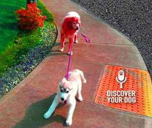 Ep 033 Formal Dog Training Command #1: HEEL