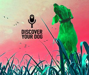 Ep 036 In Dog Training, Control is Confidence