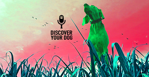 Confident Dog image. Discover Your Dog Podcast