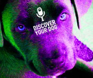 Ep 037 Praise: The ONE Thing in Dog Obedience