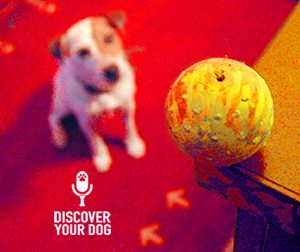 Training Your Dog to Ignore Distractions Outside Your Home