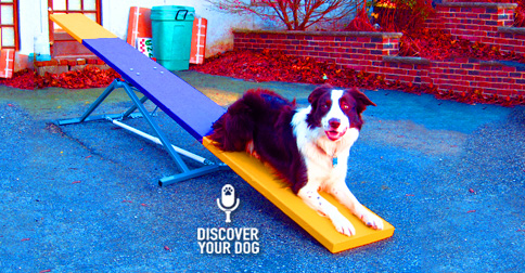 sweet pup Discover Your Dog image