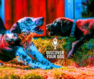 Ep 041 Who’s Really in Charge Here? Me or the Dog?