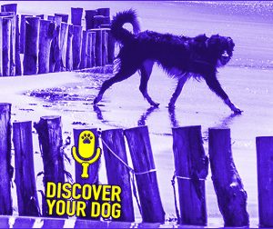 Ep 044 Enduring Your Dog’s Unpredictable Behaviors