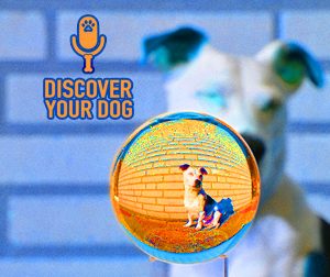 Ep 045 Dog Training Basics: SIT Command