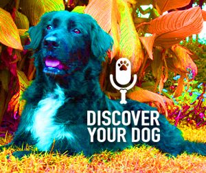 Ep 046 Finding Value in the Death of a Dog