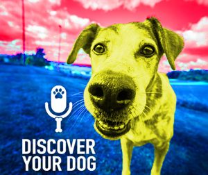 Ep 048 Dog Training Basics:  The DOWN Command