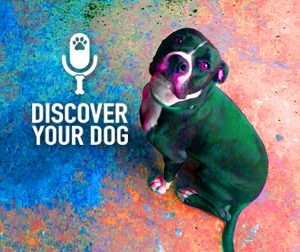 Ep 051 Catch Your Dog Red-Handed…Or Forget It!