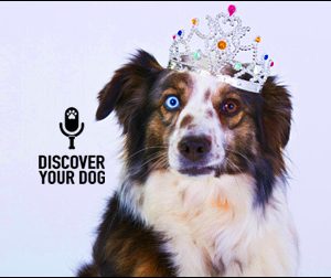 Ep 055 The Three Stages to Training Your Dog Off-Leash