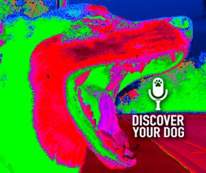 Ep 057 Three Rules for the Off-Leash Dog #2