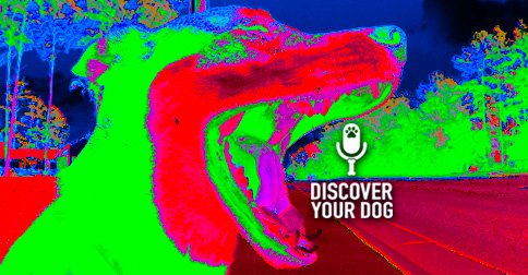 Discover Your Dog Show—picture of Dog Yawning