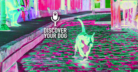 Picture of a Dog Running Down Street