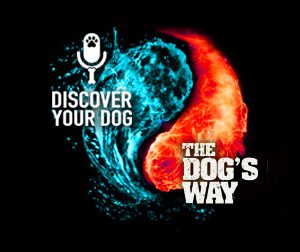 Common Everyday Mistakes Made by Dog Owners and Trainers, with Sean McDaniel