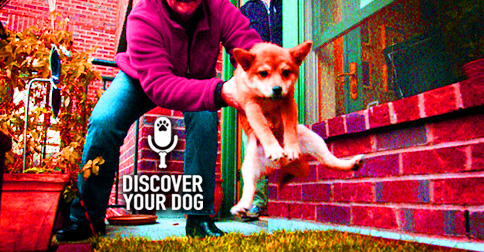 Discover Your Dog Potty Training