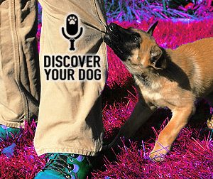 Ep 064 The Play-Biting Dog Controversy