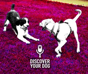 Ep 065 The Doggie Meet and Greet