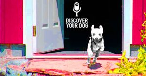 Dog Dashing out the front door