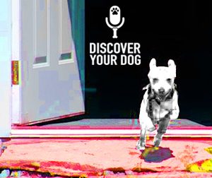 Does Your Dog Dash Out the Door?