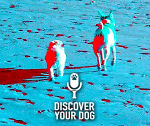 How to Catch Your Dog After an Escape