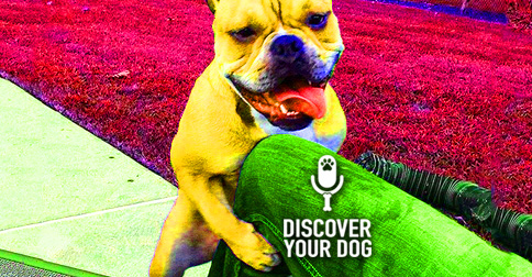 Dog Humping a Leg picture