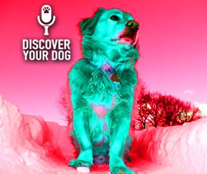 Ep 070 Making the Mental Shift with your Dog Obedience Training