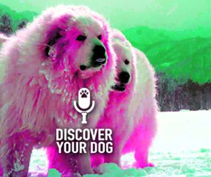 Ep 071 The Seedy Side of Dog Racism